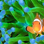 Symbiosis Diving Clown fish anemone