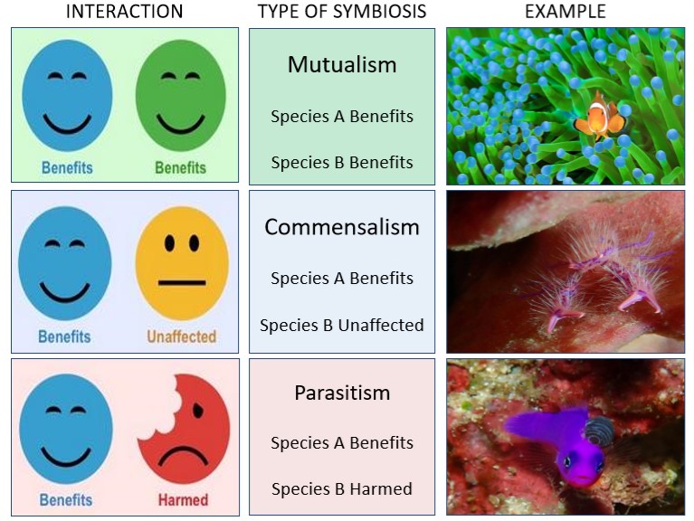 what is symbiosis and its types
