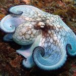 Symbiosis diving, Frederiksted pier, reef octopus