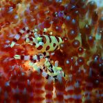 Coleman Shrimp, Halmahera, Indonesia, Symbiosis Diving