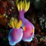 Nudibranch, Symbiosis Diving, Indonesia