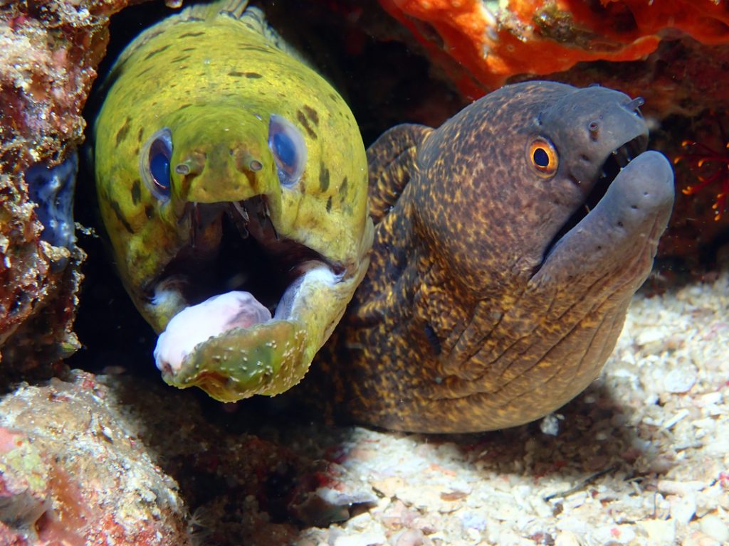 Moray Eel