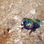 Bobtail Squid, Raja Ampat, Symbiosis Diving