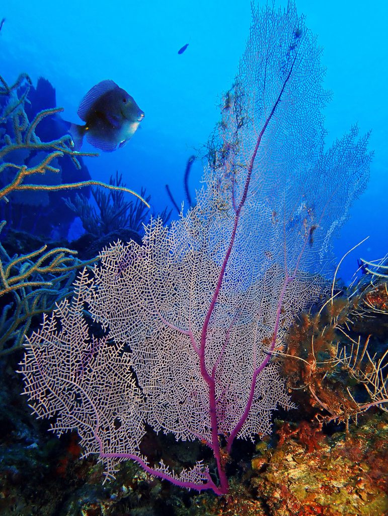 St. Croix reef scene, Carambola, Symbiosis Diving