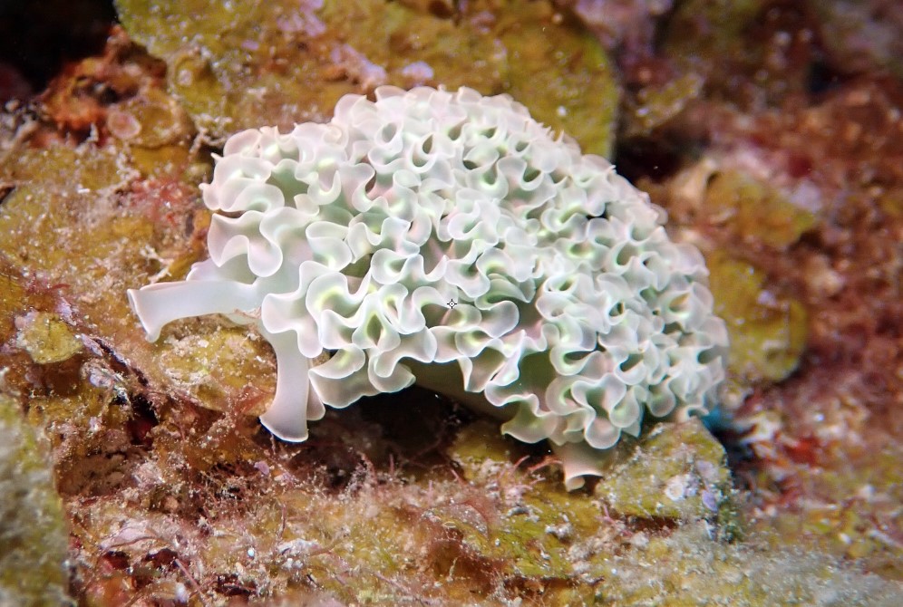 Lettuce Sea Slug, St Croix, Symbiosis Diving