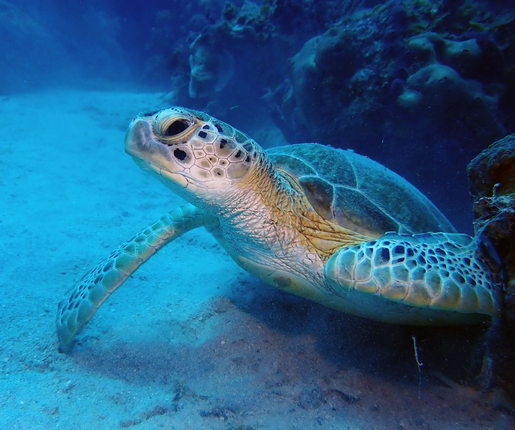 St. Croix Green Turtle, Symbiosis Diving,