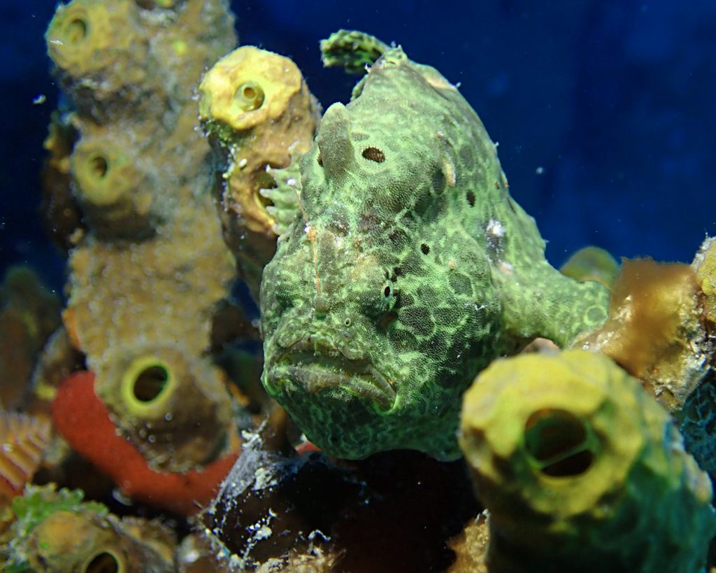 Longlure frogfish, Frederiksted pier, St. Croix, Symbiosis Diving